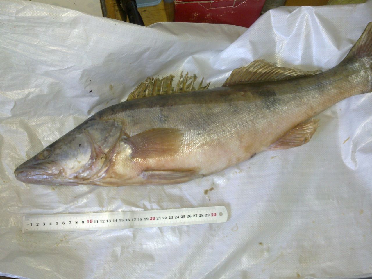  p>河鲈(学名: i>perca fluviatilis /i>)是鲈科,鲈属鱼类.