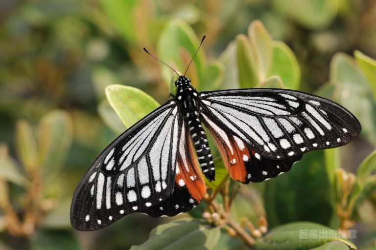  p>褐斑凤蝶( i>chilasa agestor /i>&nbsp;gray,1831)是 a href=