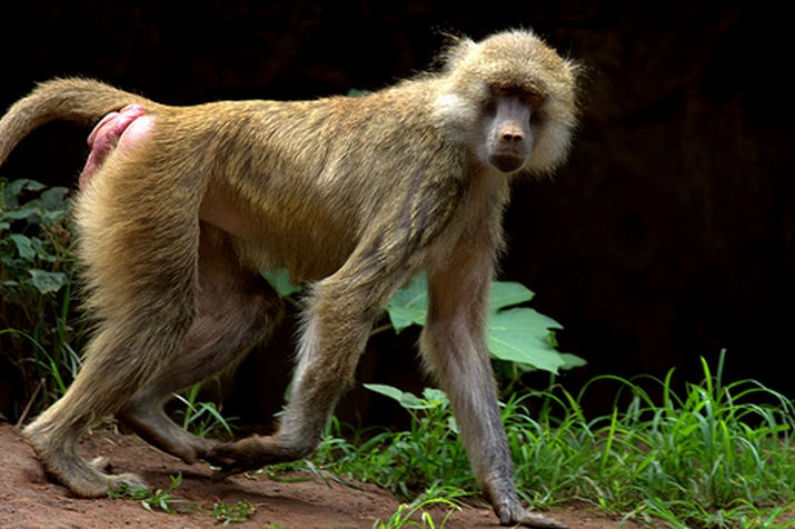  p>几内亚狒狒(学名: i>papio papio /i>):在同属中是体型较小的 a