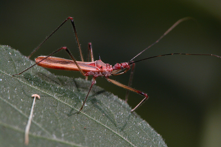 头部,前胸背板和小楯板为赭红色;上翅革质部侧缘具狭长的淡黄褐色条状