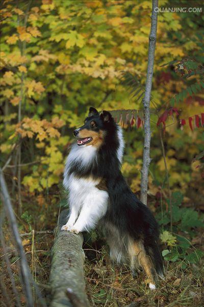 shetland sheepdog