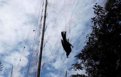 10·3明光女子捕鸟案