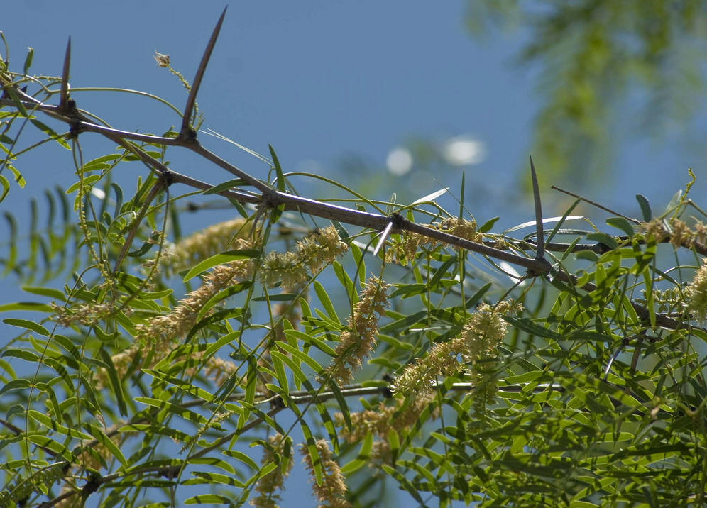  p>牧豆树属,我国 a href="#" data-lemmaid="122340">台湾 /a>,广东