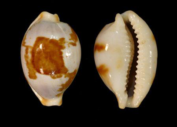  p>云斑宝螺(学名:lyncina nivosa nivosa)是腹足纲宝螺科的 a href="