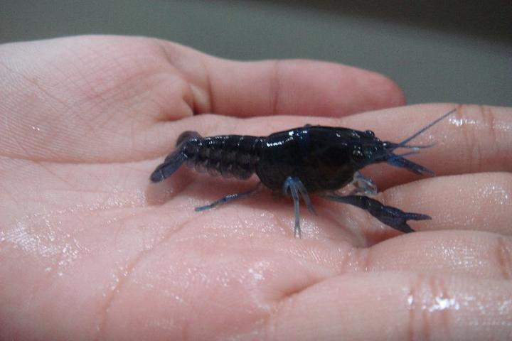 blue别名:electric blue lobster (电蓝色龙虾)佛罗里达蓝螯虾 简称