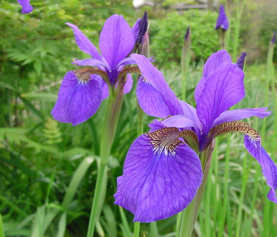 鸢尾科鸢尾属的多年生草本植物,根茎粗壮;花蓝紫色,上端膨大成喇靶挝