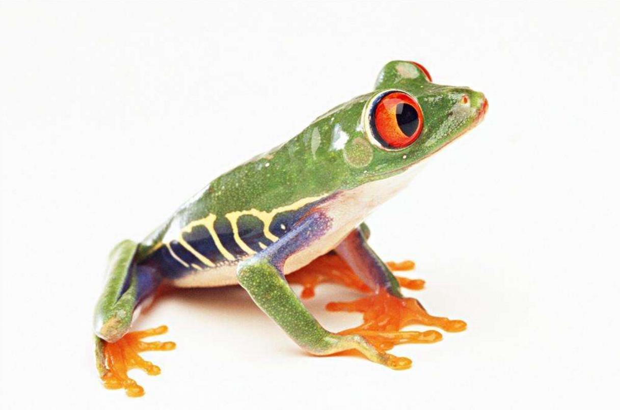  p data-id="gn78qndibt">绿纹树蛙,又名绿金雨滨蛙,澳洲金蛙或绿金铃