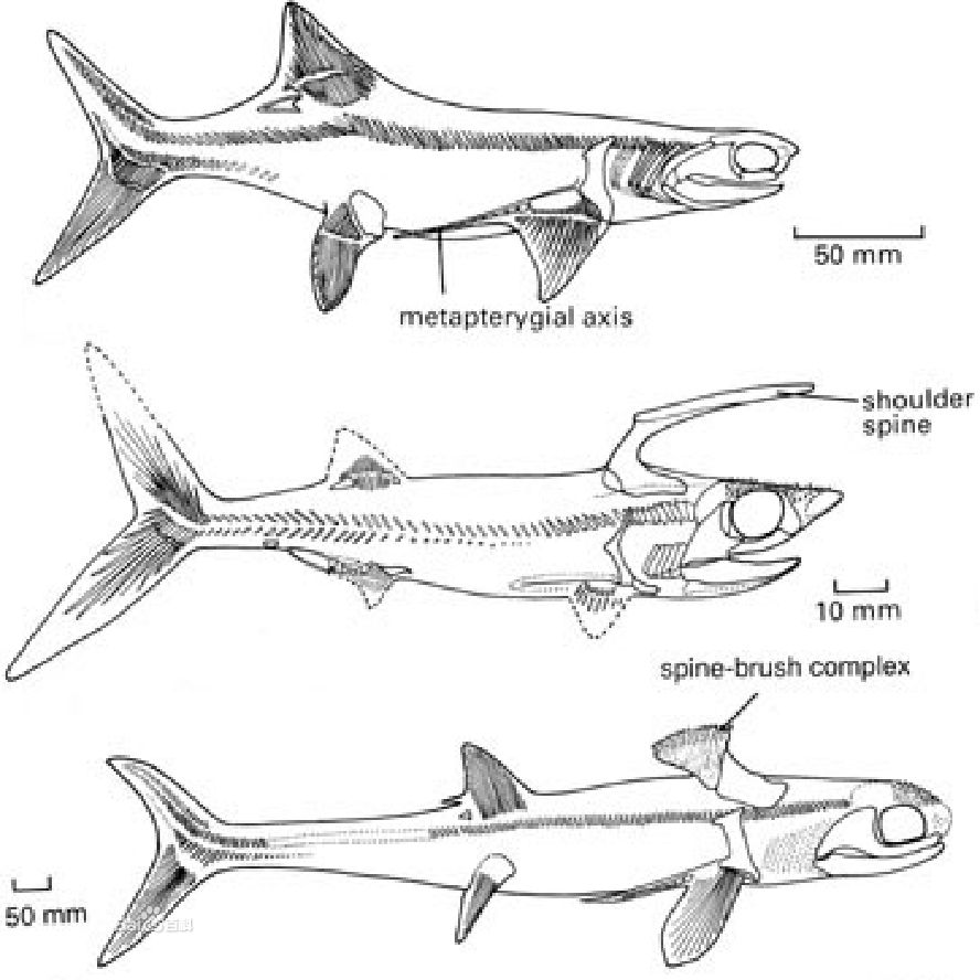 胸脊鲨(stethacanthus)