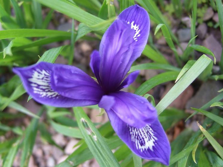  p>紫苞鸢尾(学名: i>iris ruthenica /i>  ker gawl.