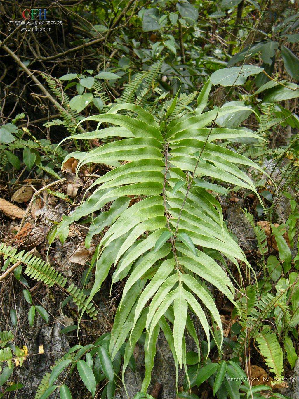 phymatosorus pic. serm.