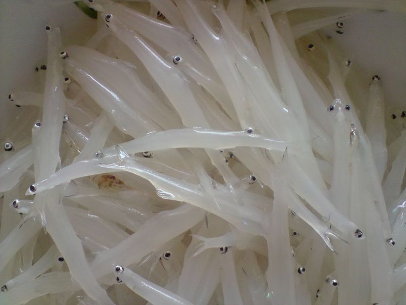  p>太湖新银鱼,学名: i>neosalanx taihuensis  /i>(chen, 1956),为 a