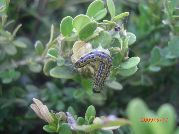  /i>(walker),属鳞翅目 a target="_blank" href="/item/螟蛾科