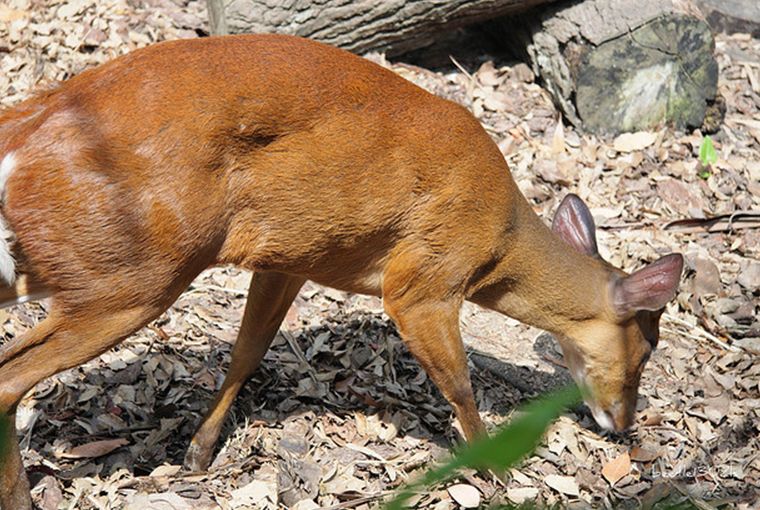 bornean red muntjac