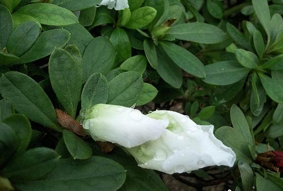  p>草原杜鹃(学名: i>rhododendron telmateium /i> balf. f.