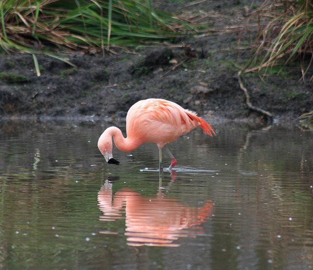  p>智利红鹳(学名: i>phoenicopterus chilensis /i>):又名 a href="