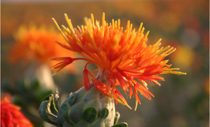 可以染色的中药材 红花 百科ta说