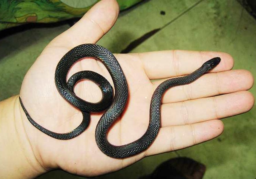  p>黑脊蛇(学名:achalinus spinalis)是游蛇科,脊蛇属的爬行动物.