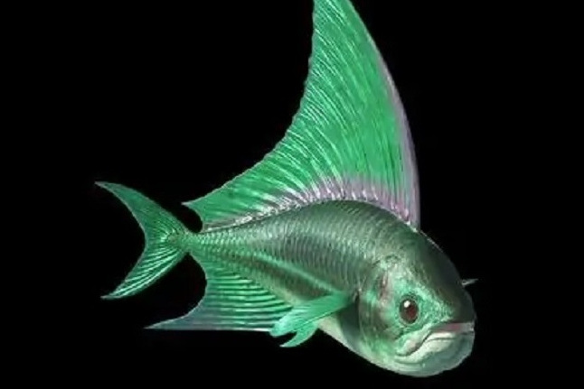 班纳博格米努斯鱼