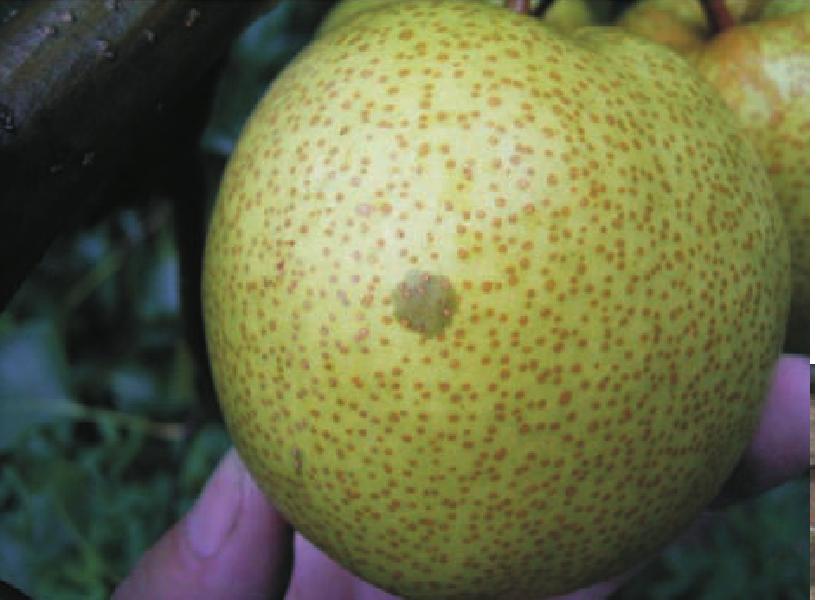 木梨
