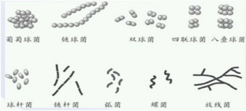 细菌（生物）_百度百科