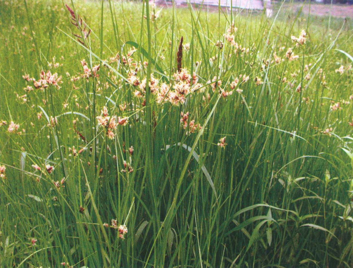 c. yang & m. zhan)是莎草科三棱草属的植物.
