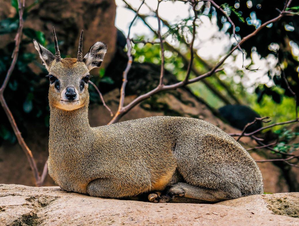  p>山羚(学名: i>oreotragus oreotragus /i>)