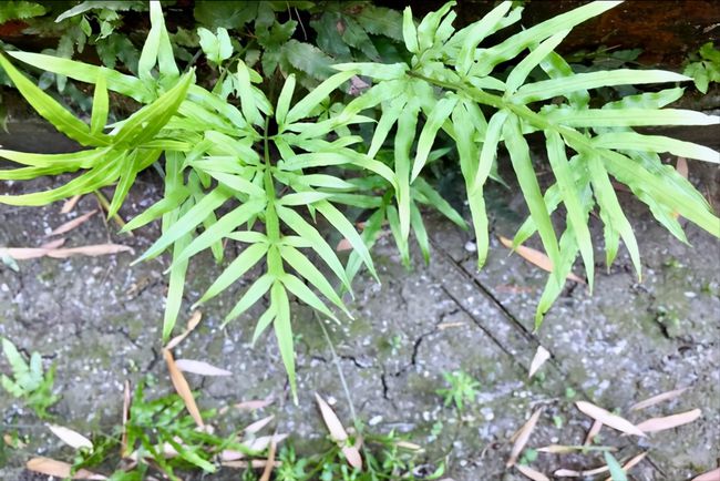 金丝笔,山鸡尾, a target="_blank" href="/item/凤凰草/911899" data