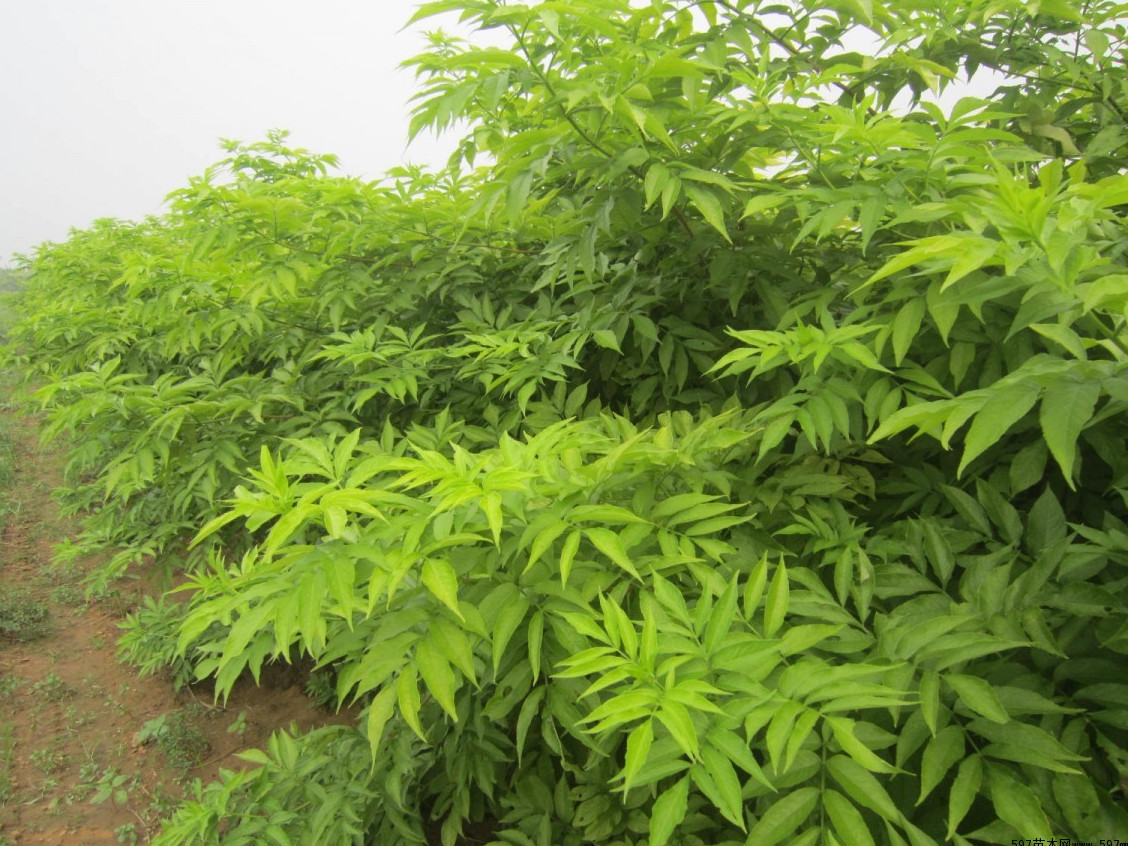 金叶美洲接骨木