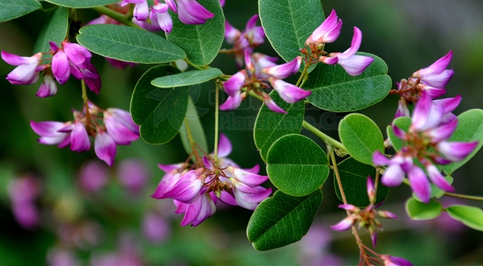  p>小雀花,是 a target="_blank" href="/item/豆科/3672199" data