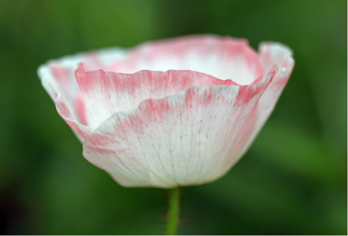 被误认为会 犯罪 的恶之花 冰岛罂粟 百科ta说