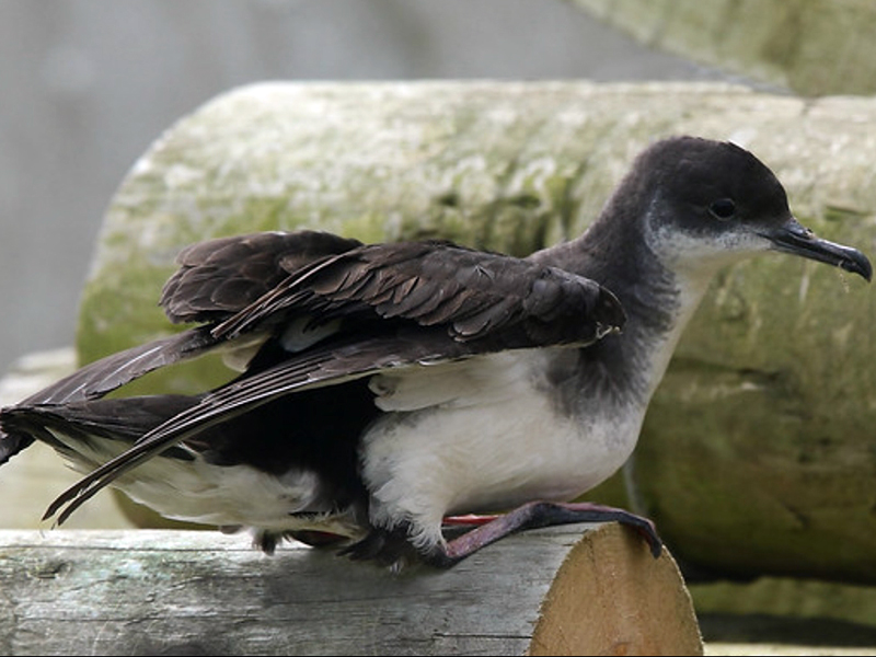  p>澳洲鹱(学名: i>puffinus huttoni /i>):鹱科,剪水鹱属海洋鸟类.