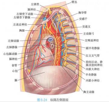 <p>纵隔左侧面观