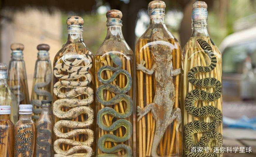 不要被影视小说“带跑偏了”，五毒中到底有没有蜘蛛？这个真没有_百科TA说