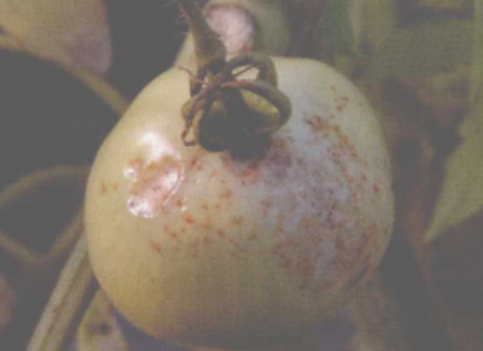  p>番茄疮痂病是由野油菜黄单胞菌疮痂致病变种引起的,发生在 a