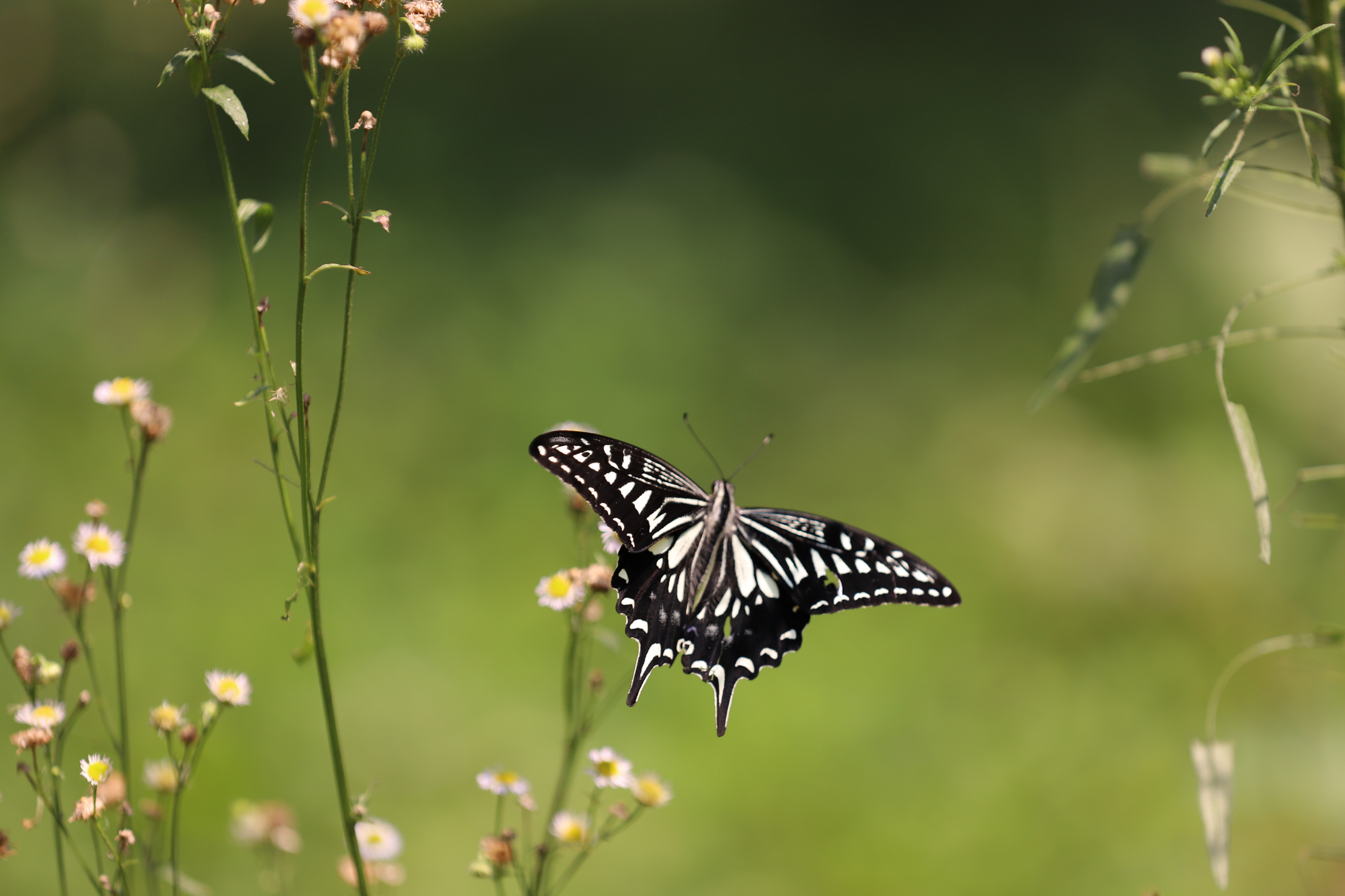 蝴蝶(butterfly)是<a target="