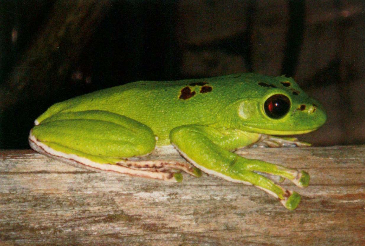  p>大树蛙(学名: i>zhangixalus dennysi /i>)是树蛙科,张树蛙属的 a