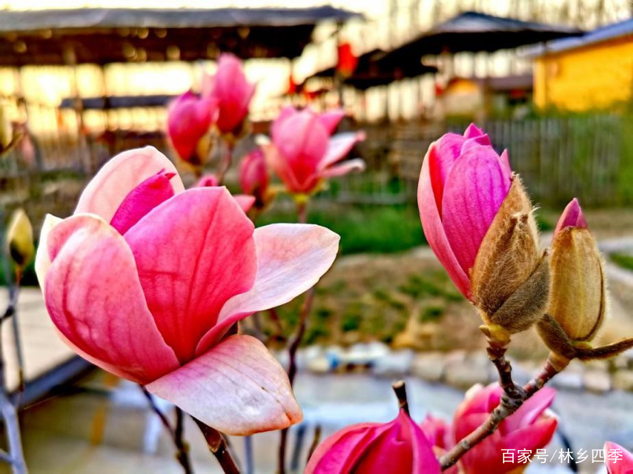 圣洁而孤傲的仙子——玉兰花_百科TA说