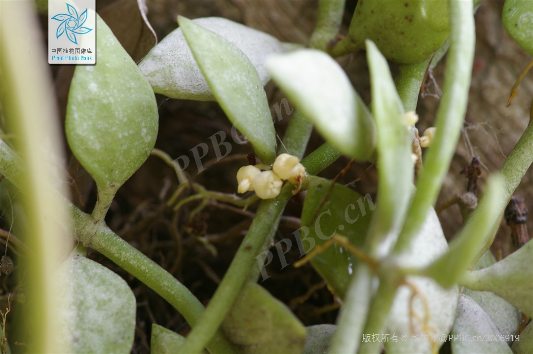 是夹竹桃科 a target="_blank" href="/item/眼树莲属">眼树莲属 a>>