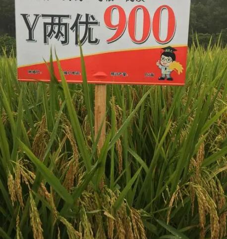 y两优900