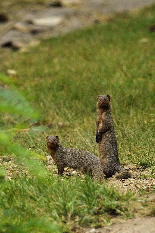  p>灰獴(学名: i>herpestes edwardsi /i>):獴科,獴属动物.