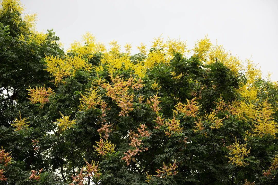 赏花去！昭化路上的栾树正在开花！_百科TA说