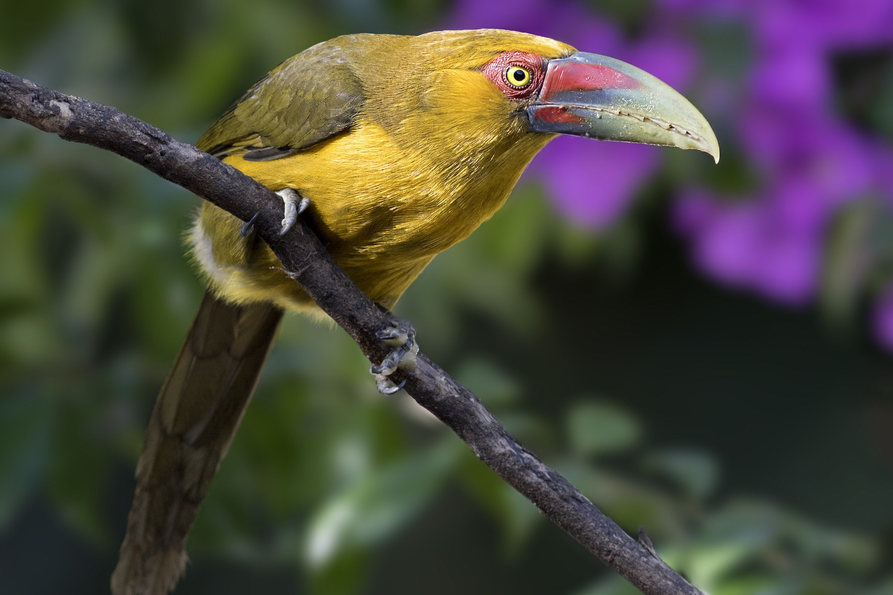  p>橘黄巨嘴鸟(学名: i>pteroglossus bailloni) /i>是一种中型 a