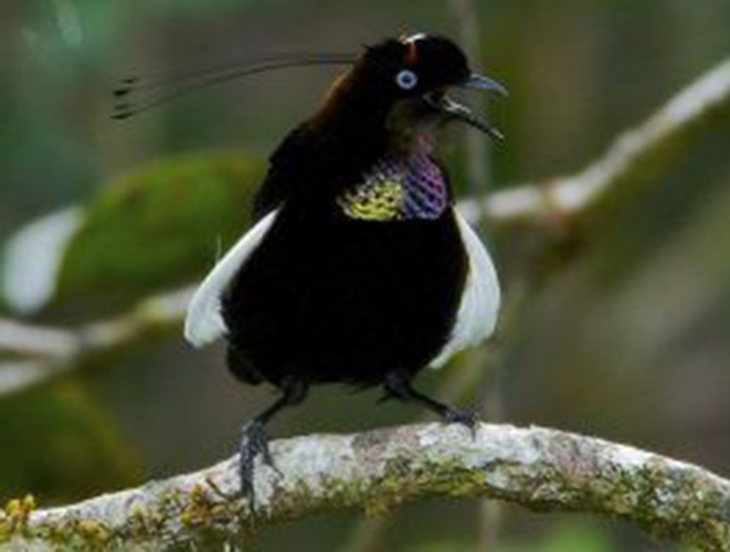 ="gnb4gtz4ei">白胁六线风鸟(学名:parotia carolae):极乐鸟科