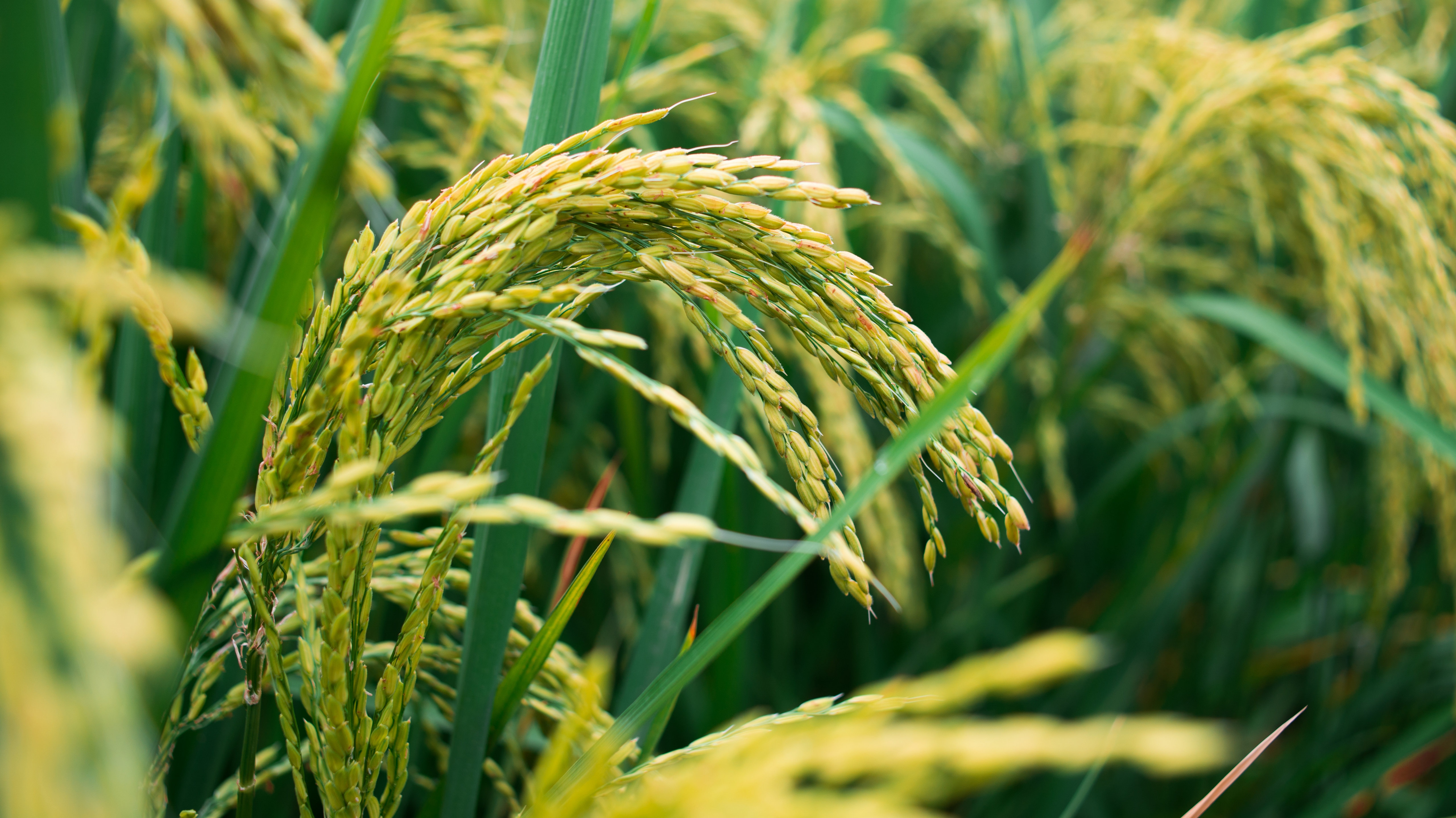  p data-id="tzavnyndzbiv">日本晴是禾本科稻属的水稻,株高95厘米