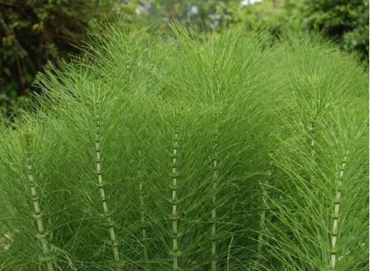 笔管草：天生小淘气，孩子爱农民怕_百科TA说
