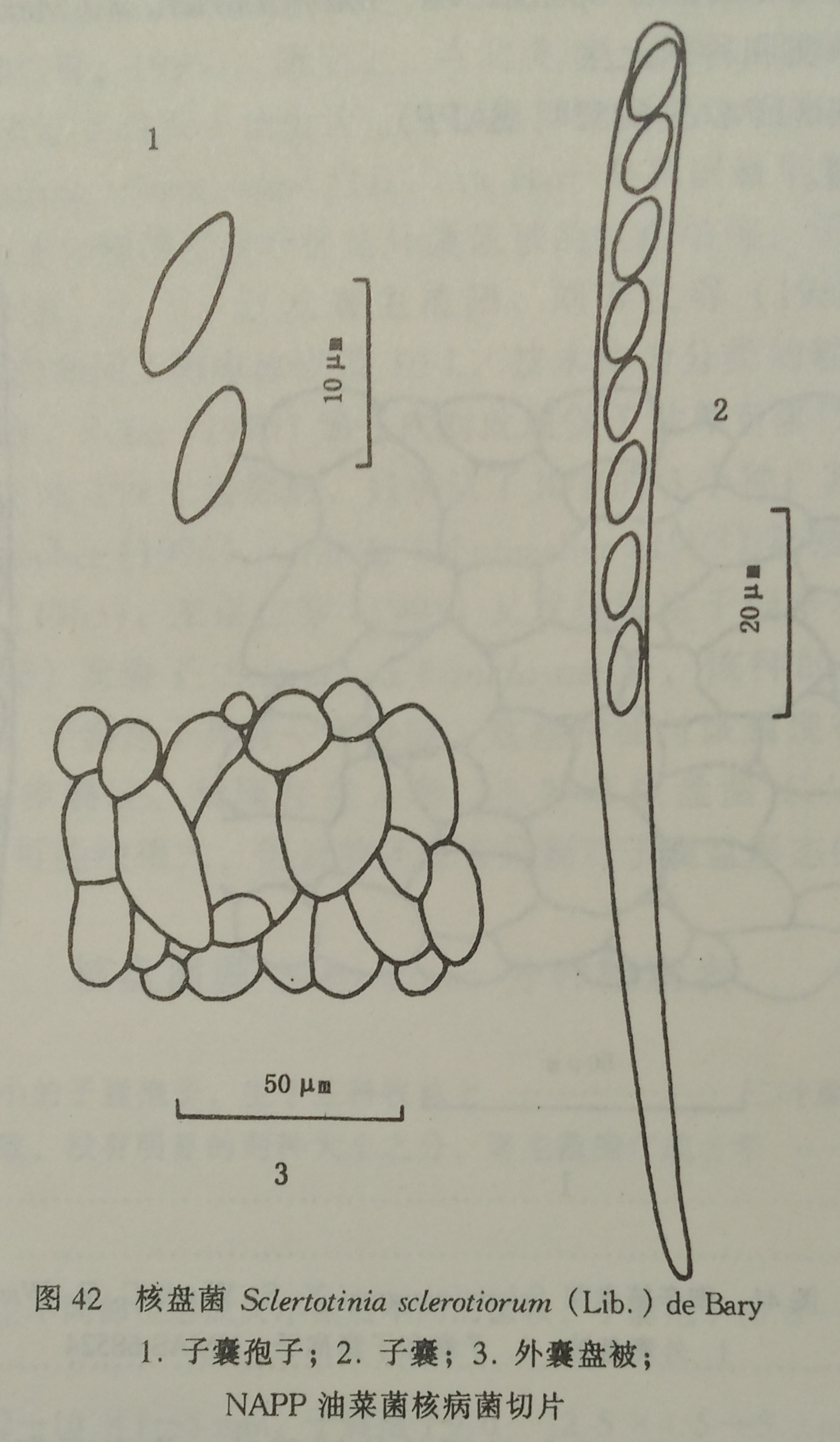  p>核盘菌(sclerotinia sclerotiorum)是一种危害作物和蔬菜的世界性