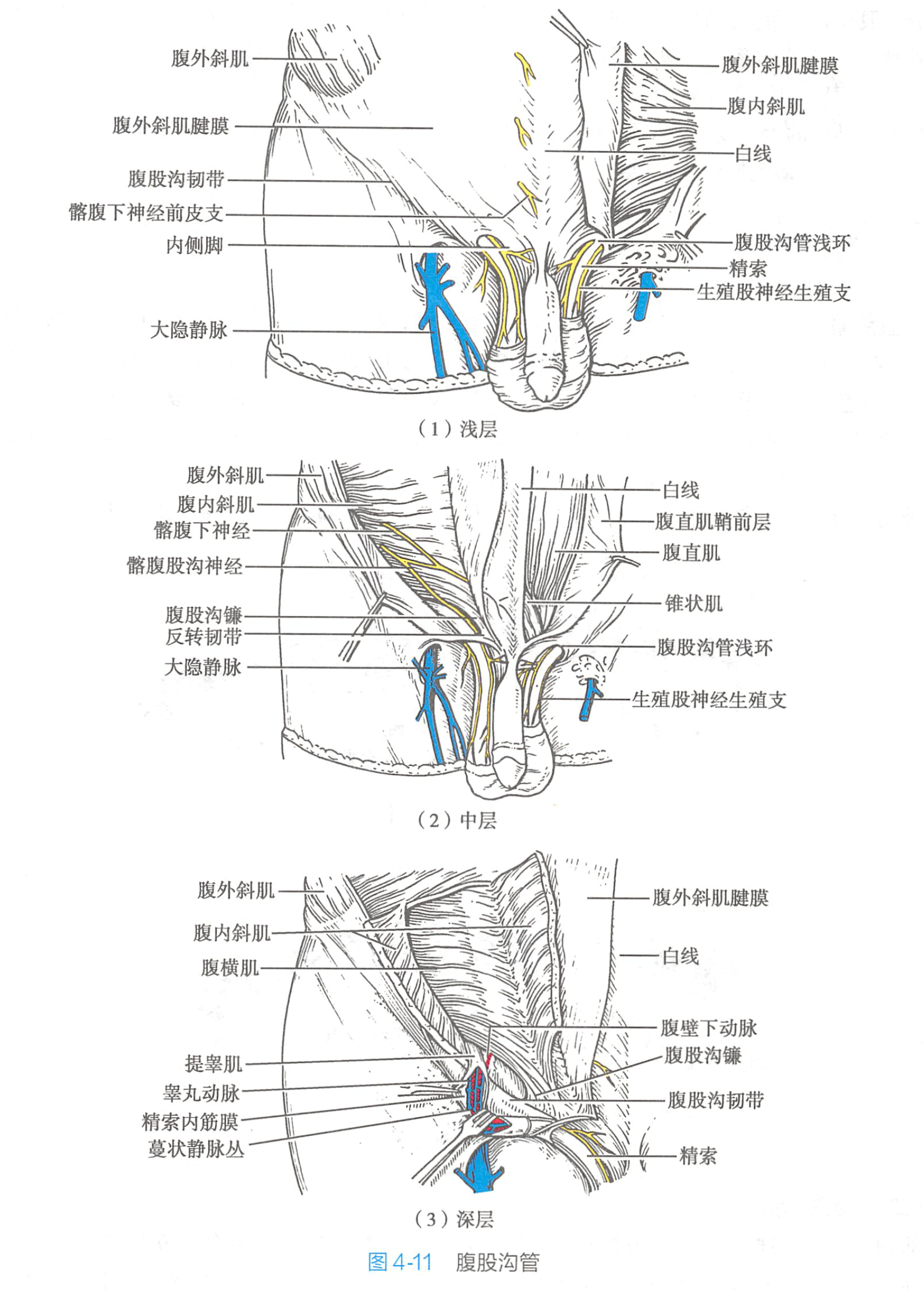 腹前外侧壁