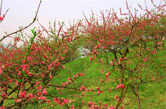 虎峰山桃花节