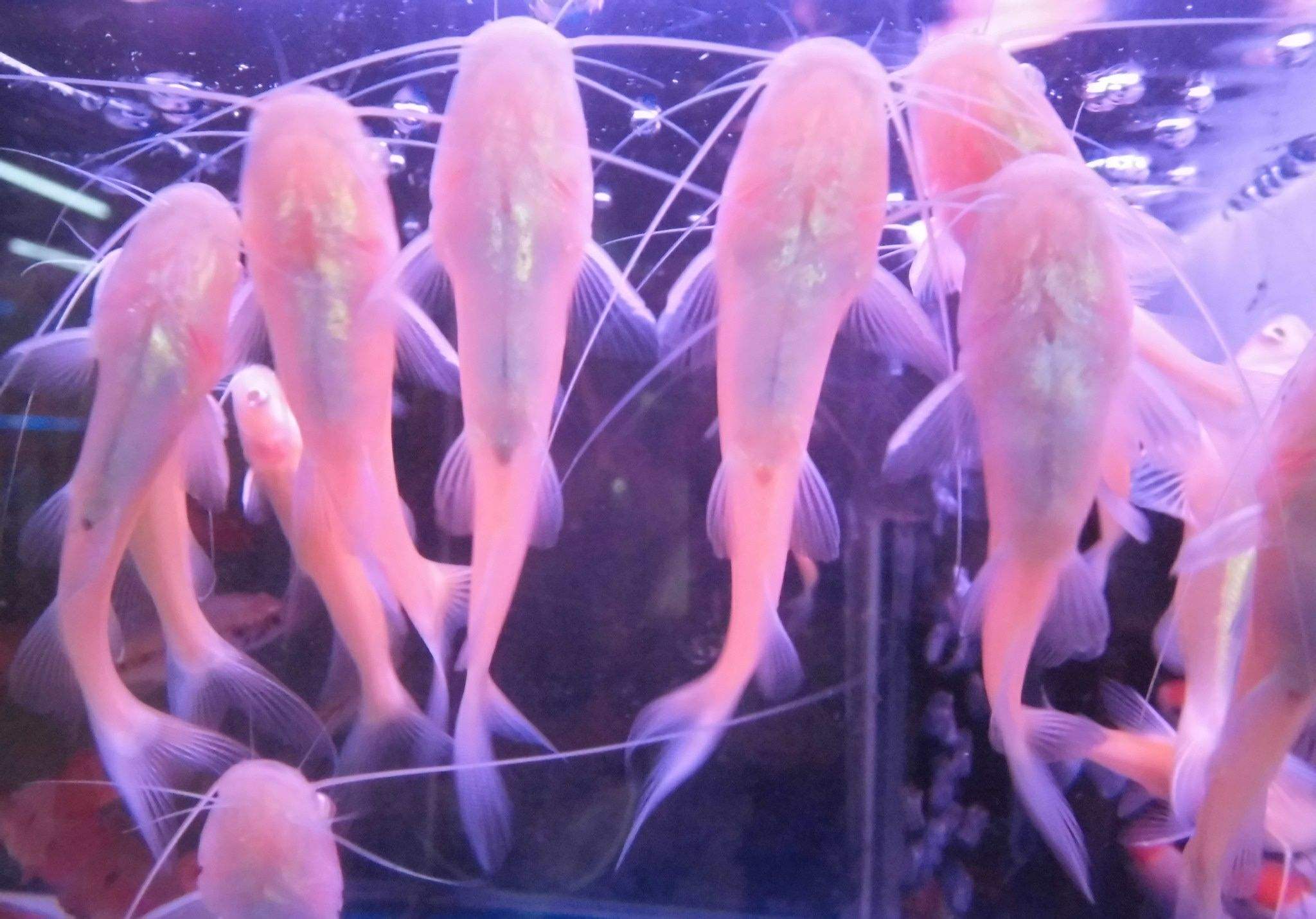 金丝猫鱼