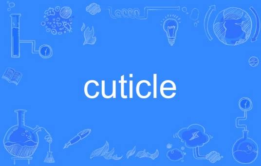 cuticle（英语单词）_百度百科